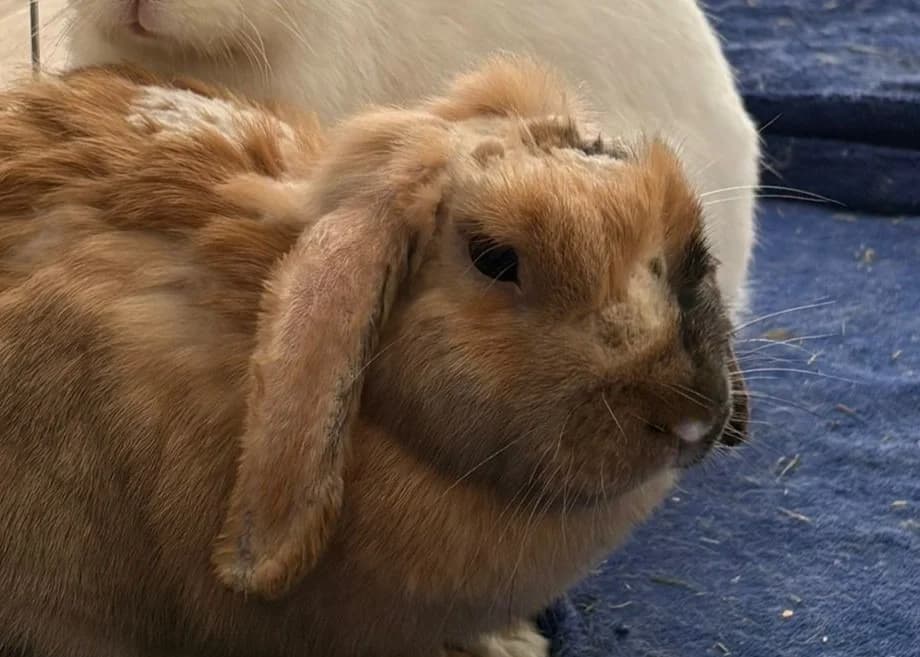 RHODODENDRON, female 3yo Mixed Breed for adoption at SPA Vannes, Vannes