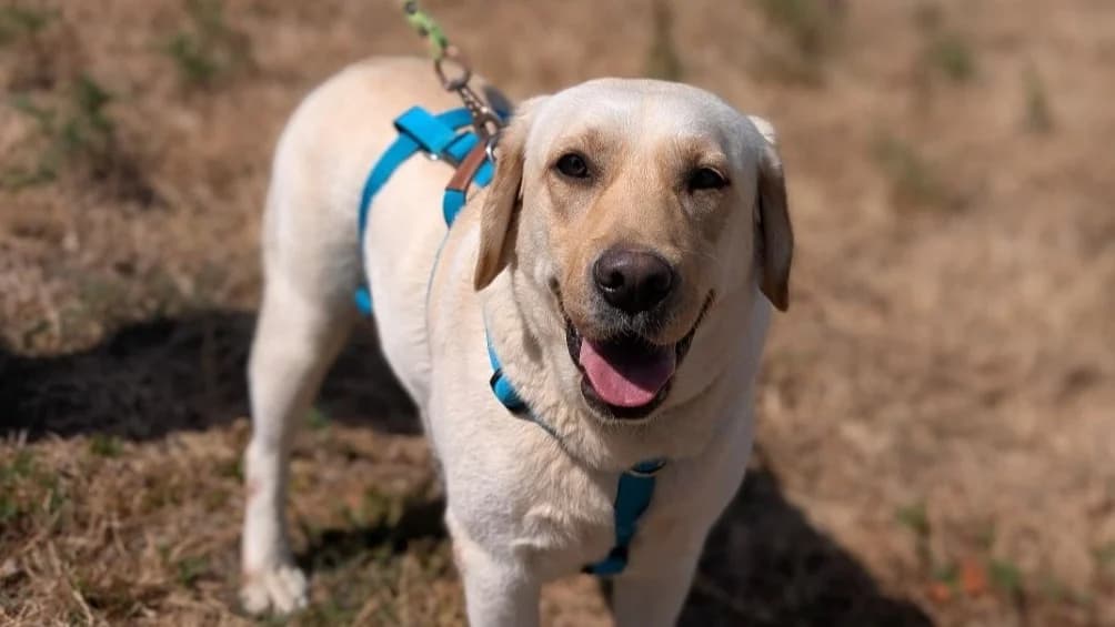 WHITE GRAFFITIE, female young Labrador Retriever for adoption at SPA Vannes, Vannes
