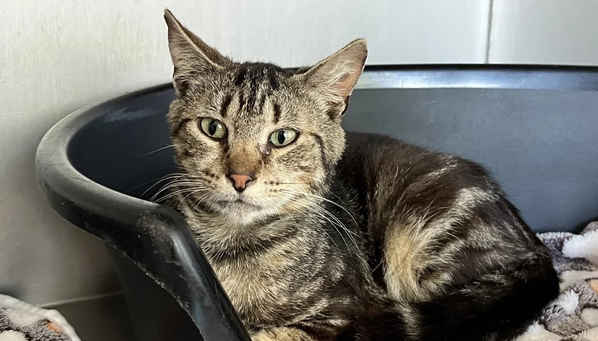 TAIGA, male Mixed Breed for adoption at SPA Vannes, Vannes