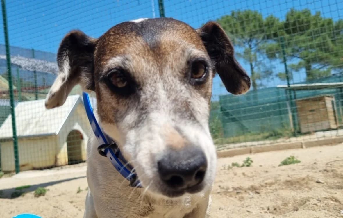 Prosper, male 6yo mixed breed for adoption at SPA Vannes, Vannes