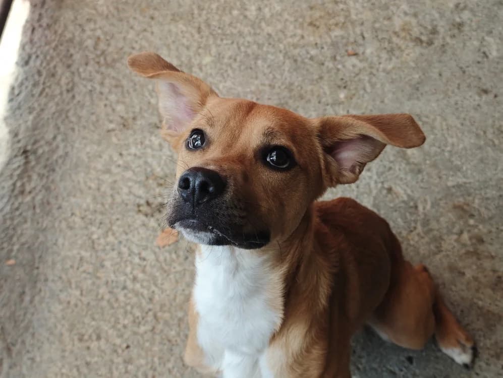 Kouign-Amann, male young Mixed Breed for adoption at SPA Vannes, Vannes