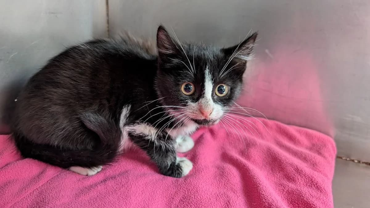 Eclair, male Mixed Breed for adoption at SPA Vannes, Vannes