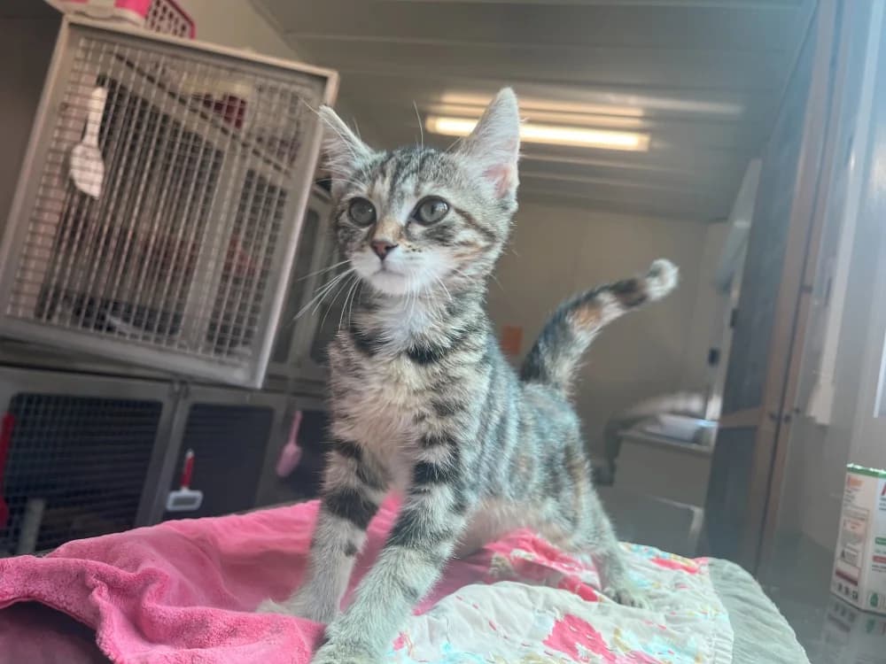 Banshee, female Mixed Breed for adoption at SPA Vannes, Vannes