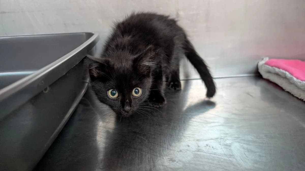 Eclipse, female Mixed Breed for adoption at SPA Vannes, Vannes