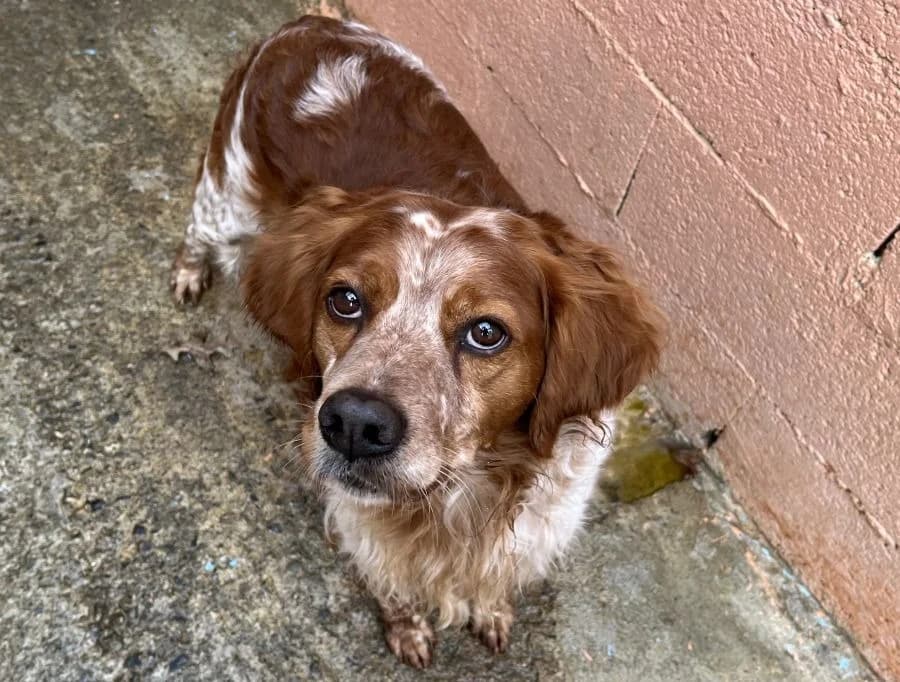 ORAL dit Odin, male senior Brittany Spaniel for adoption at SPA Vannes, Vannes