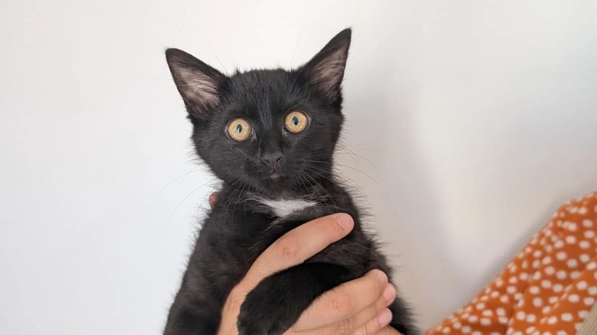 Honda, Mixed Breed (SPA Vannes)