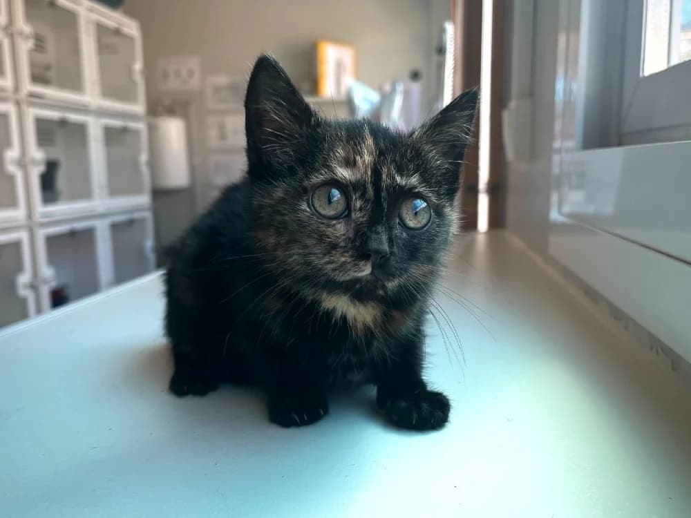Etoile, female mixed breed for adoption at SPA Vannes, Vannes