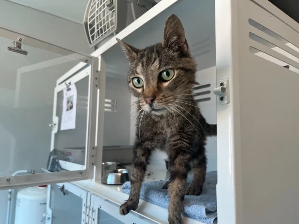 Chapalu, male senior Mixed Breed for adoption at SPA Vannes, Vannes