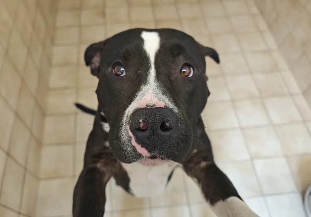 ULK, male 3yo mixed breed for adoption at SPA Vannes, Vannes