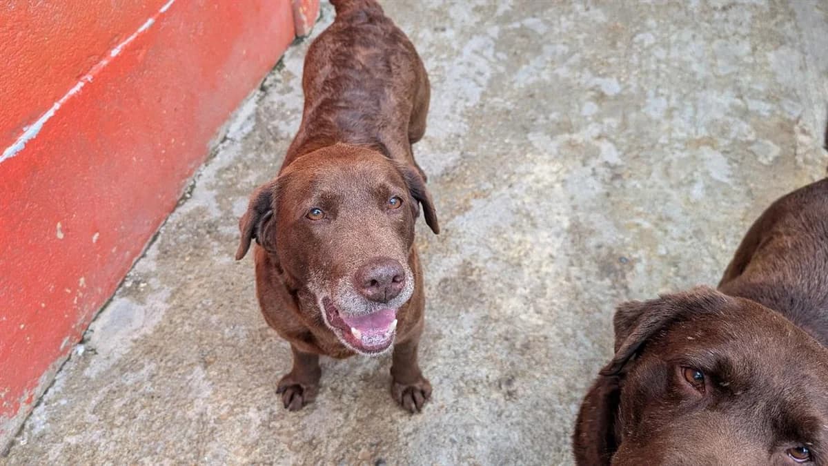 NOELLA, female senior Labrador Retriever for adoption at SPA Vannes, Vannes