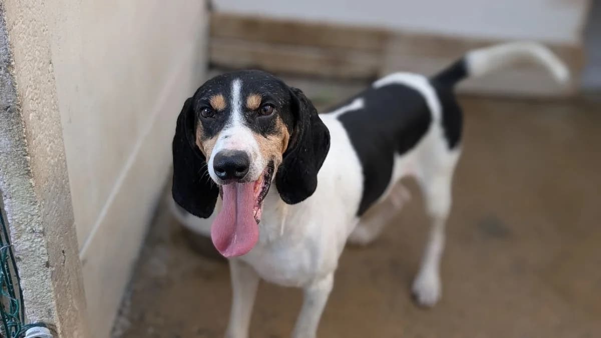 Rouky, male 6yo Mixed Breed for adoption at SPA Vannes, Vannes