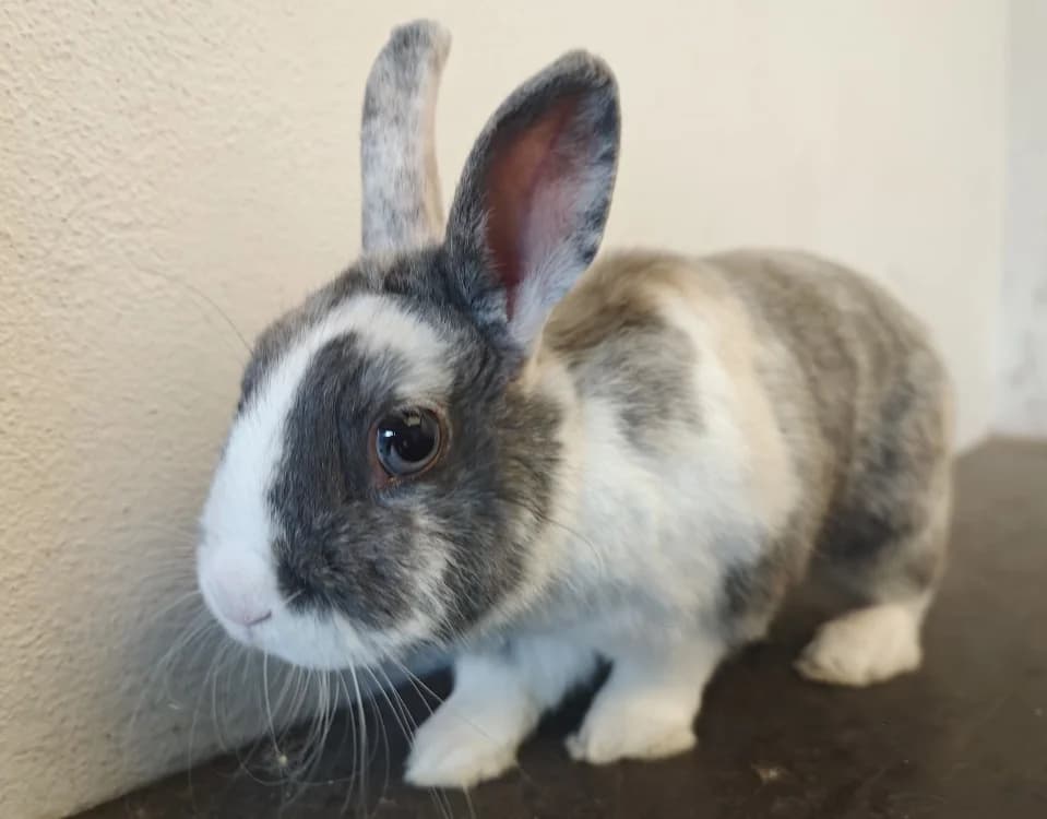 GRIBOUILLE, female Mixed Breed for adoption at SPA Vannes, Vannes