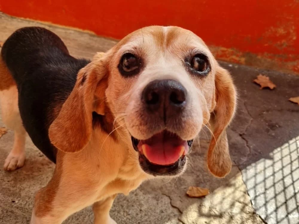ROX, male senior Mixed Breed for adoption at SPA Vannes, Vannes