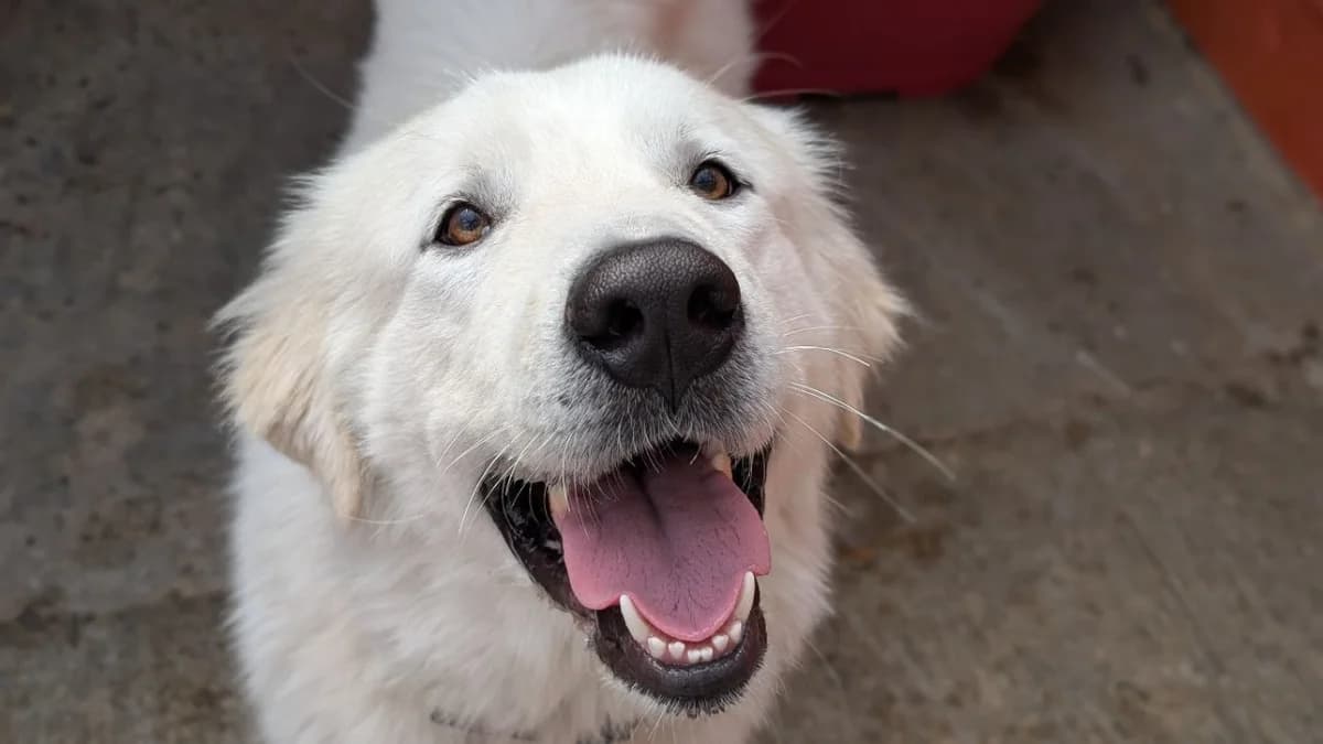 PACHA, male young Mixed Breed for adoption at SPA Vannes, Vannes
