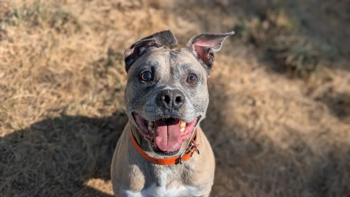 MIKE, male 6yo American Staffordshire Terrier for adoption at SPA Vannes, Vannes