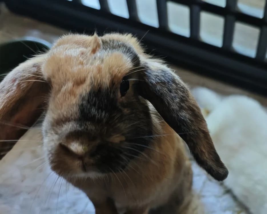 RHODODENDRON, female 3yo Mixed Breed for adoption at SPA Vannes, Vannes