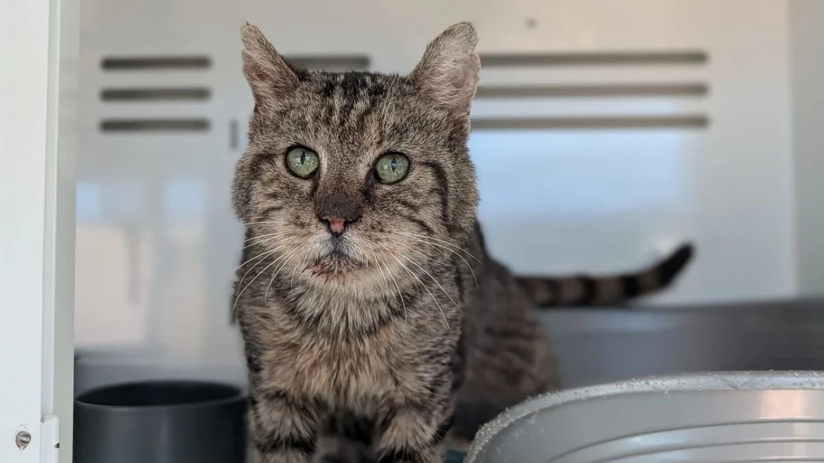 COQUELICOT, male senior Mixed Breed for adoption at SPA Vannes, Vannes