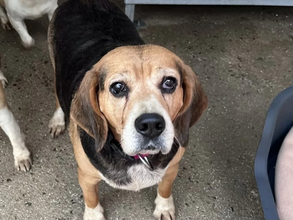 ORCHIDEE, female senior Beagle for adoption at SPA Vannes, Vannes