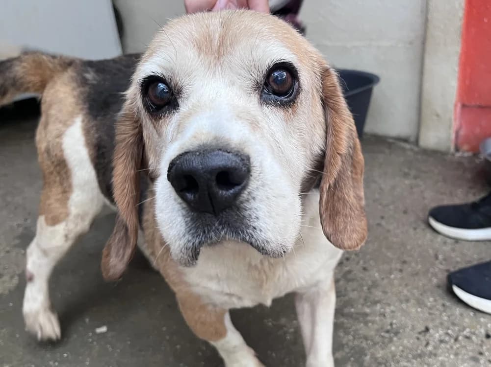 MEDOC, male senior Beagle for adoption at SPA Vannes, Vannes