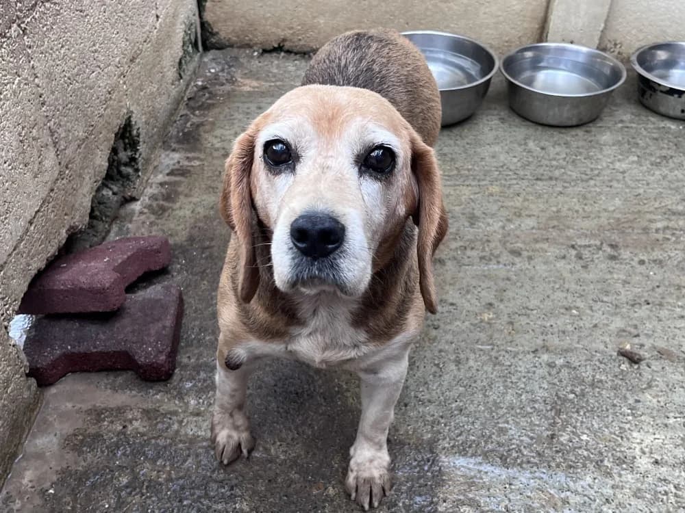 Jonquille, female senior Beagle for adoption at SPA Vannes, Vannes