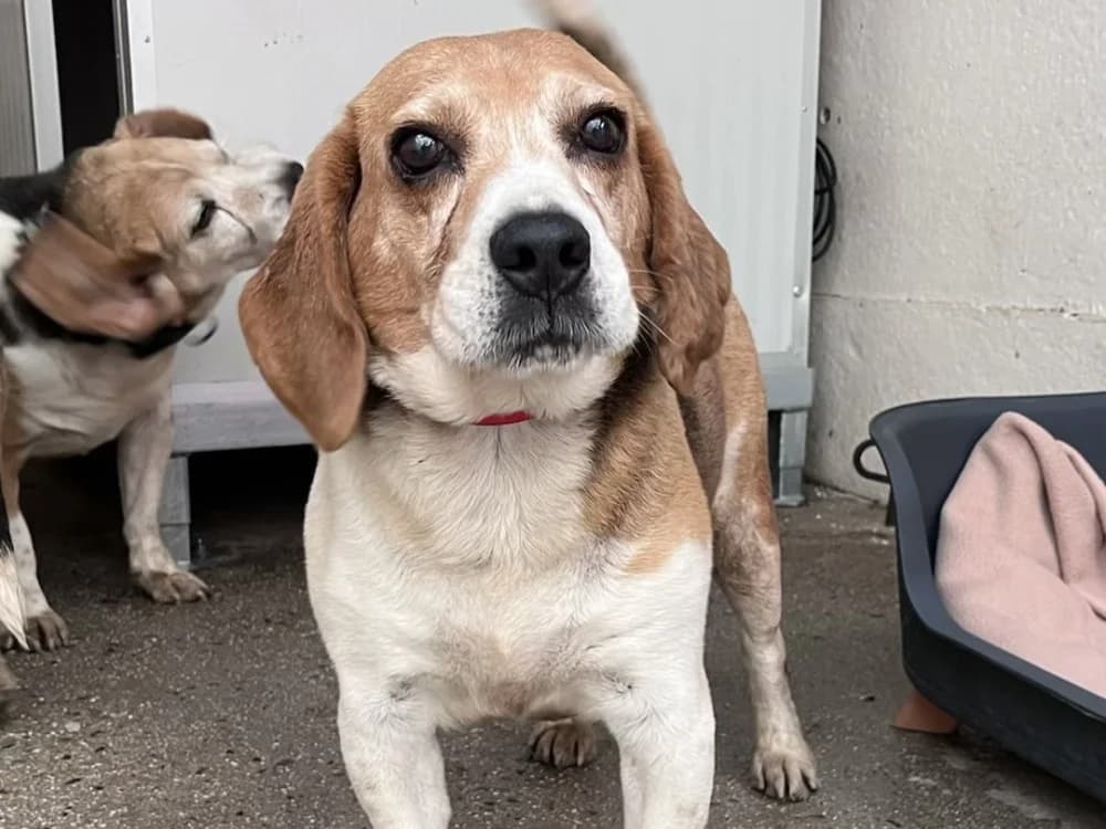 MARRON, male senior Beagle for adoption at SPA Vannes, Vannes