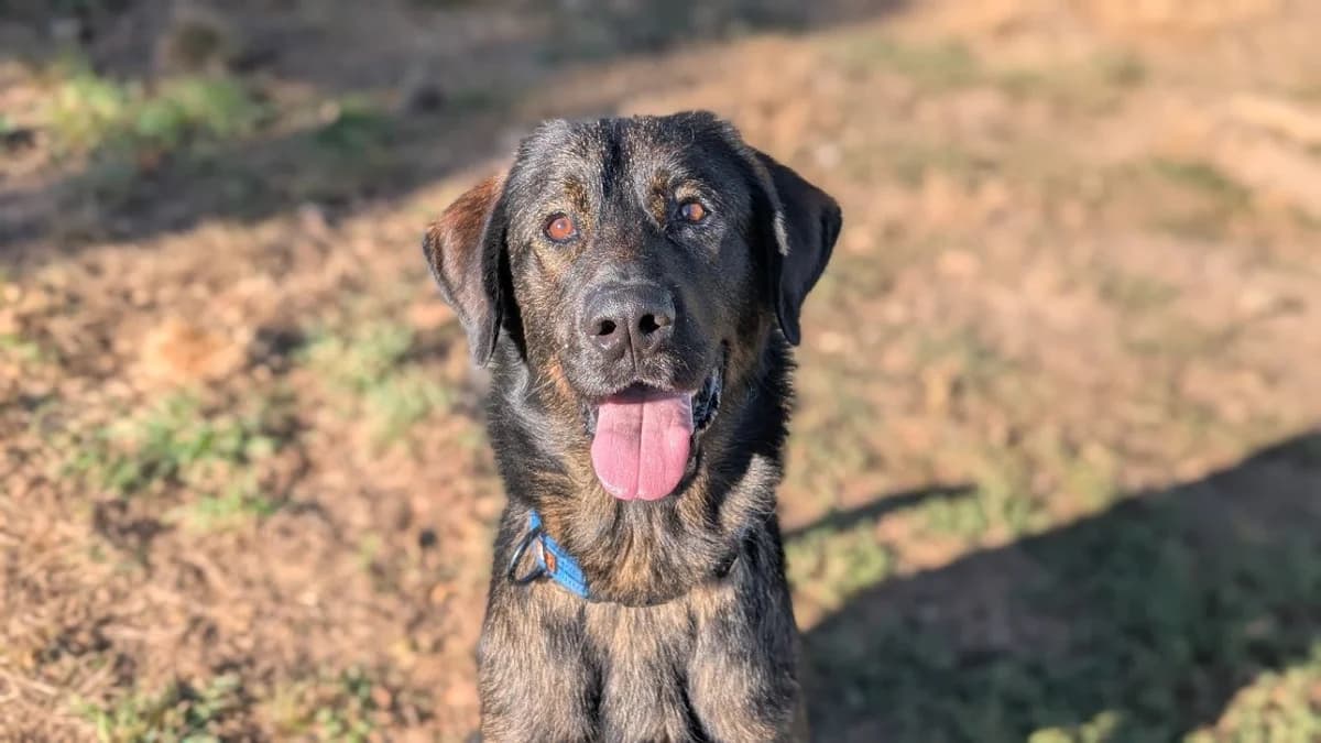 Dark, male 4yo mixed breed for adoption at SPA Vannes, Vannes