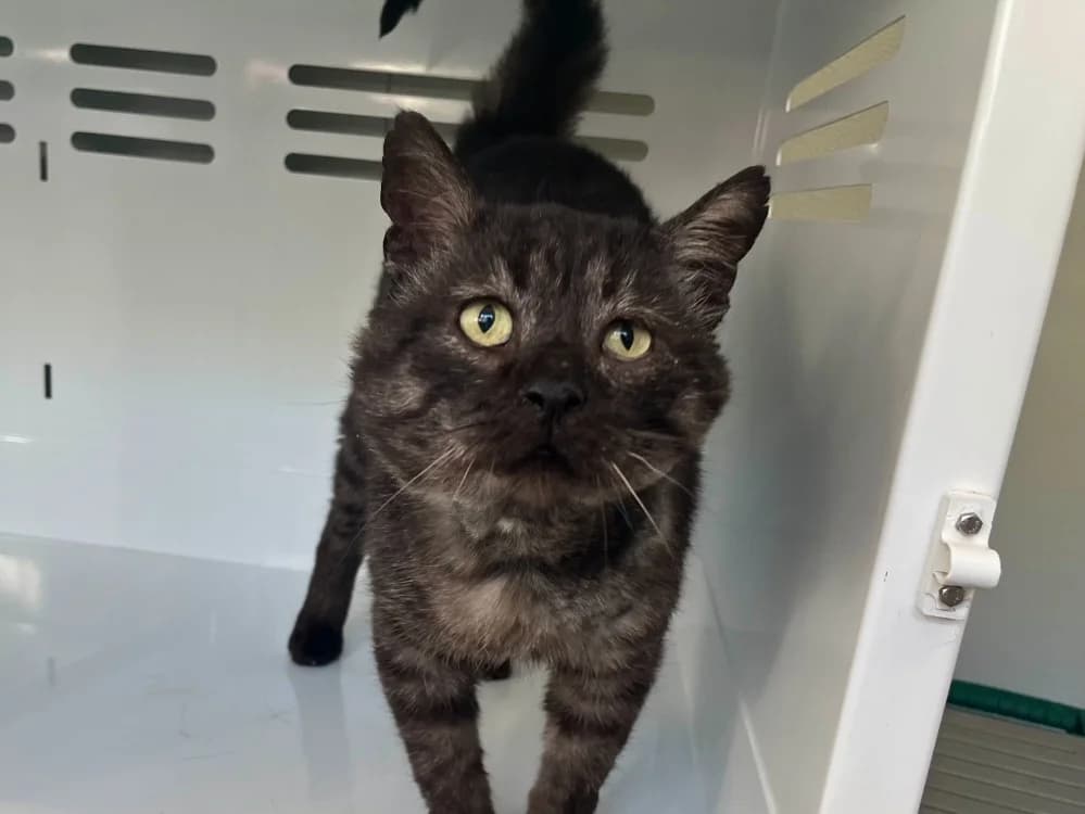Moroï, male 6yo Mixed Breed for adoption at SPA Vannes, Vannes