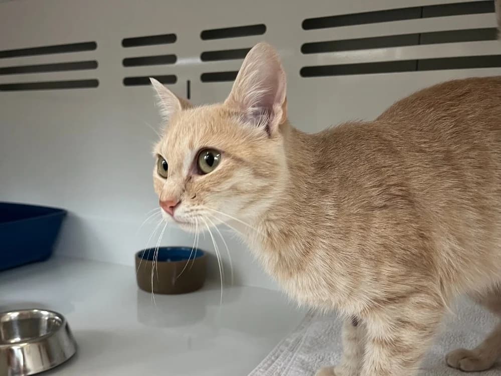 Sarabi, female Mixed Breed for adoption at SPA Vannes, Vannes