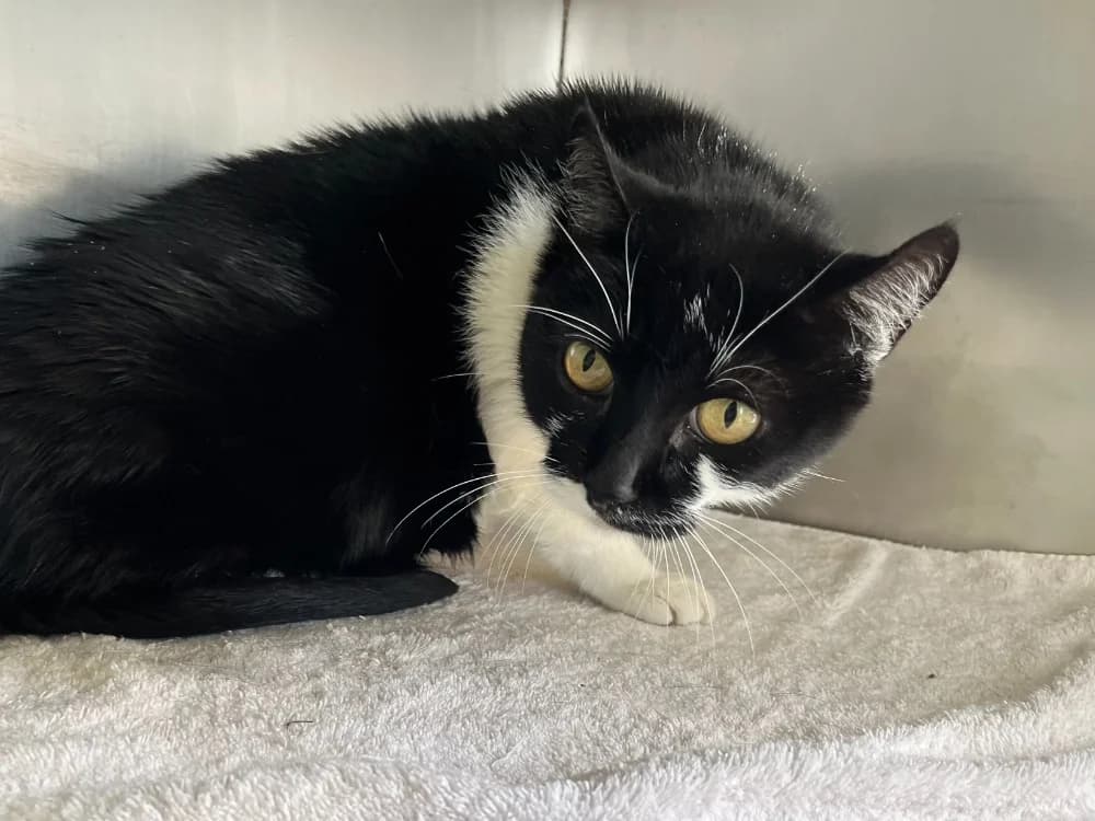 FELIX, male senior Mixed Breed for adoption at SPA Vannes, Vannes