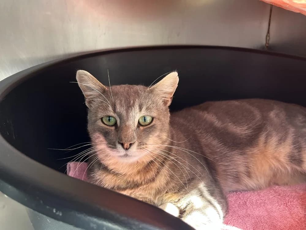MOISE, male 3yo Mixed Breed for adoption at SPA Vannes, Vannes