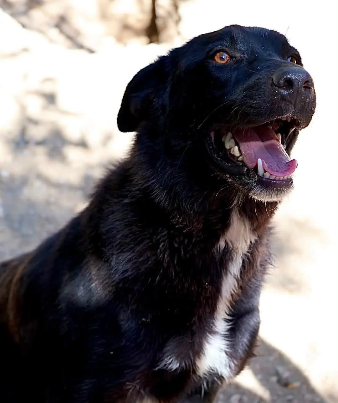 Alana, female 3yo mixed breed for adoption at S.P.A Vauclusienne, Piégon