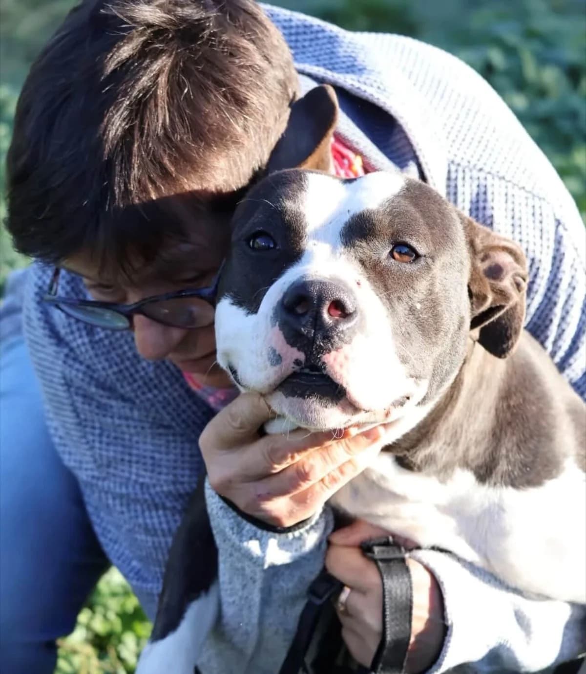 Api, female 3yo American Staffordshire Terrier for adoption at S.P.A Vauclusienne, Piégon