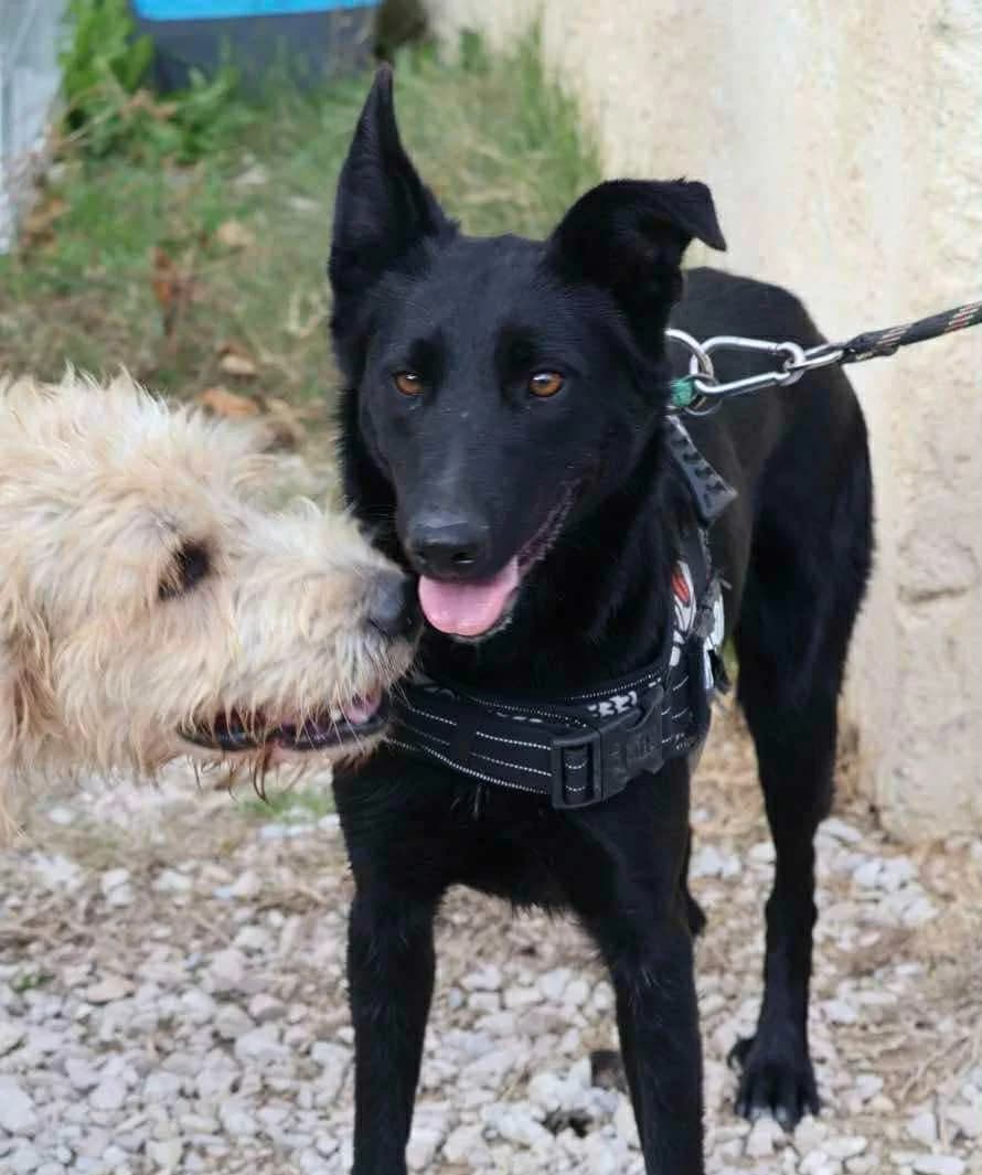 April, female 3yo Border Collie for adoption at S.P.A Vauclusienne, Piégon