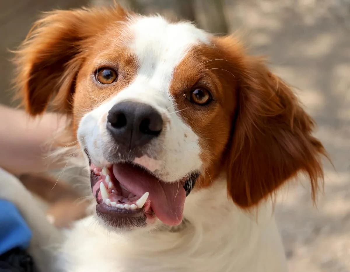 Ares, male young Brittany Spaniel for adoption at S.P.A Vauclusienne, Piégon