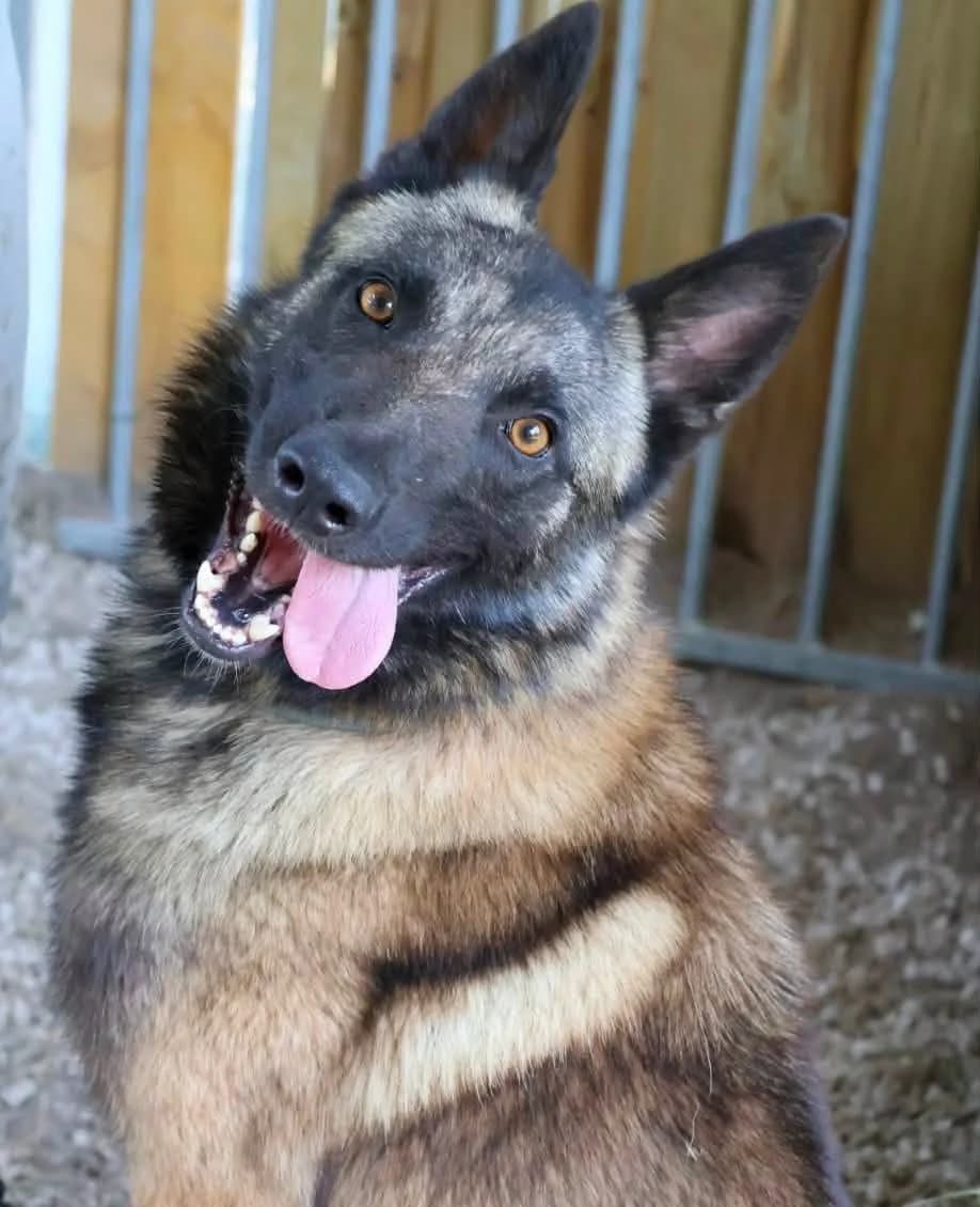 Arko, male young Mixed Breed for adoption at S.P.A Vauclusienne, Piégon