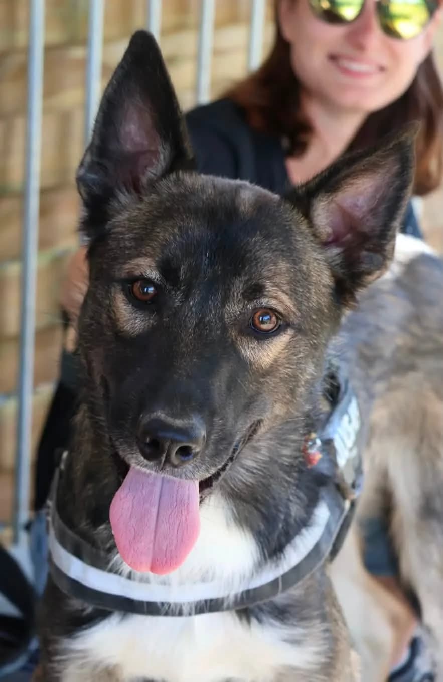 Arres, male puppy Border Collie for adoption at S.P.A Vauclusienne, Piégon