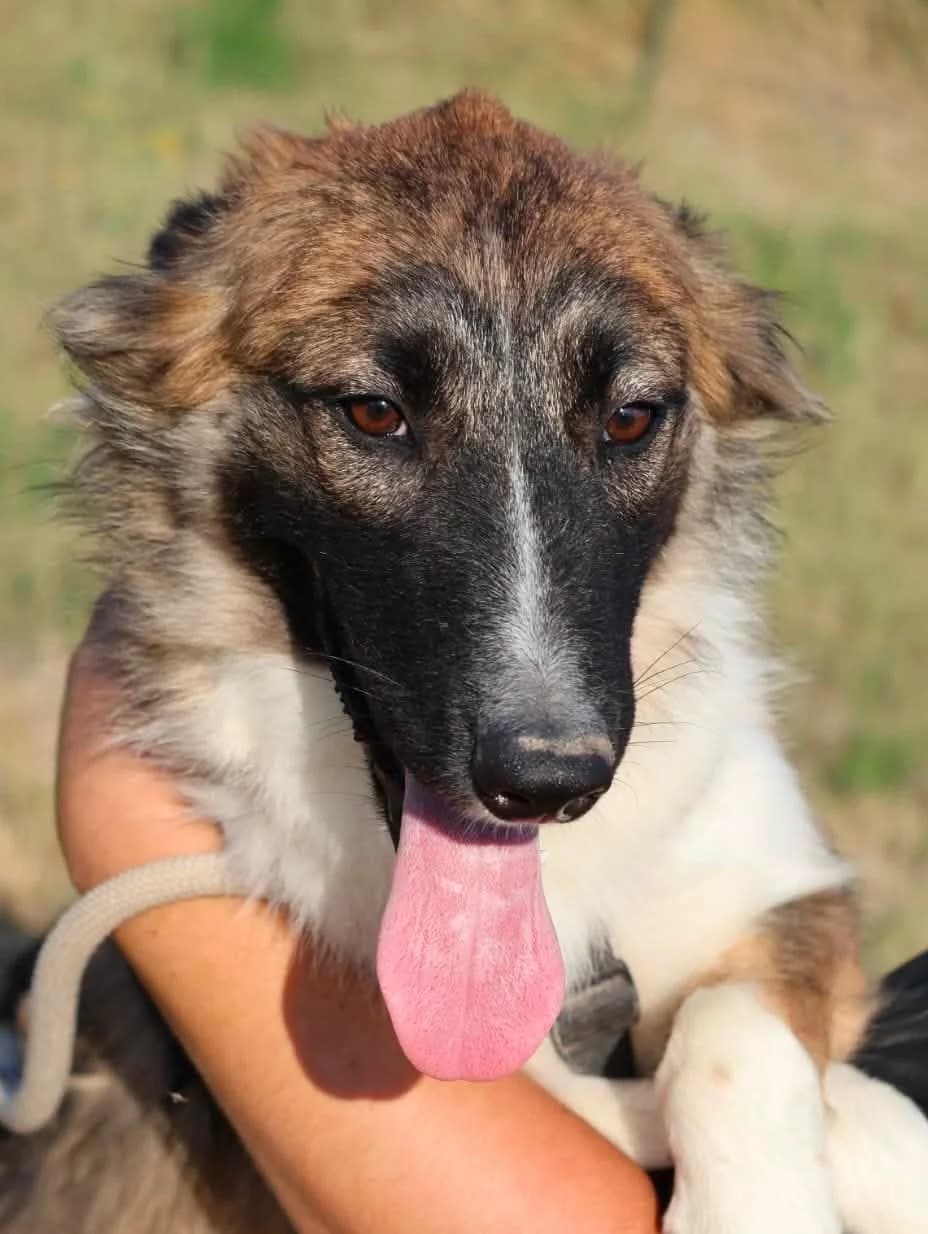 Arriety, female puppy Border Collie for adoption at S.P.A Vauclusienne, Piégon