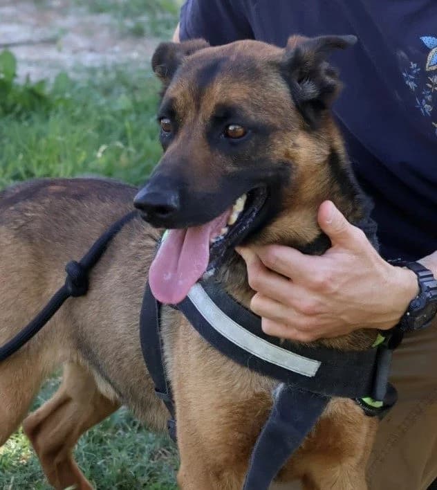 Arthur, male young Mixed Breed for adoption at S.P.A Vauclusienne, Piégon