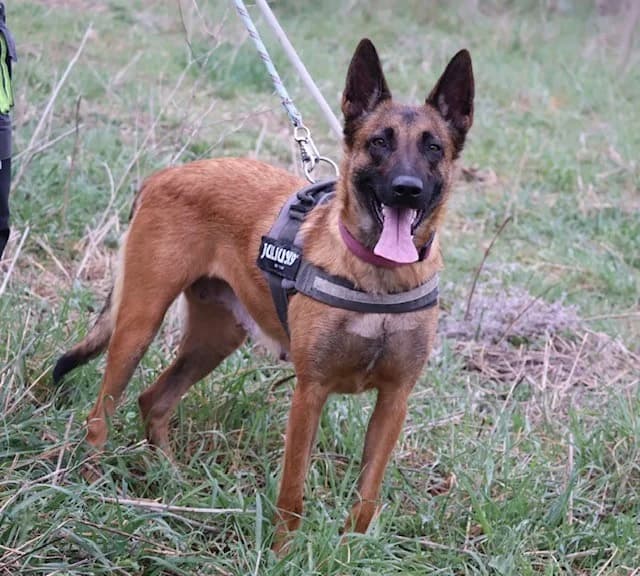 Arya, female young Belgian Malinois for adoption at S.P.A Vauclusienne, Piégon
