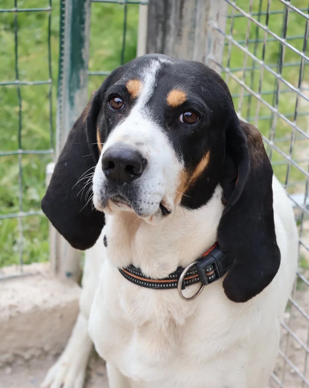 atchoum, male 4yo Mixed Breed for adoption at S.P.A Vauclusienne, Piégon