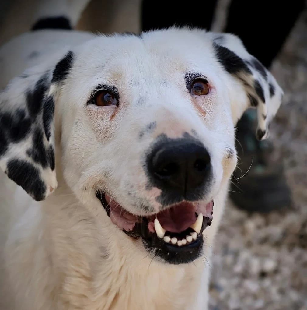 Athéna, female Dalmatian for adoption at S.P.A Vauclusienne, Piégon