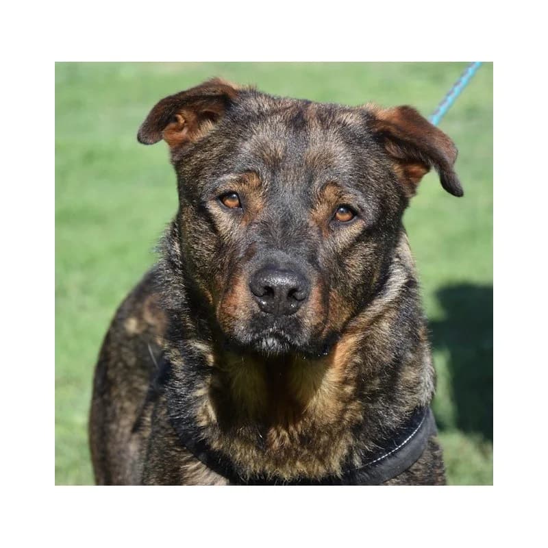 Athos, male 6yo Belgian Malinois for adoption at S.P.A Vauclusienne, Piégon