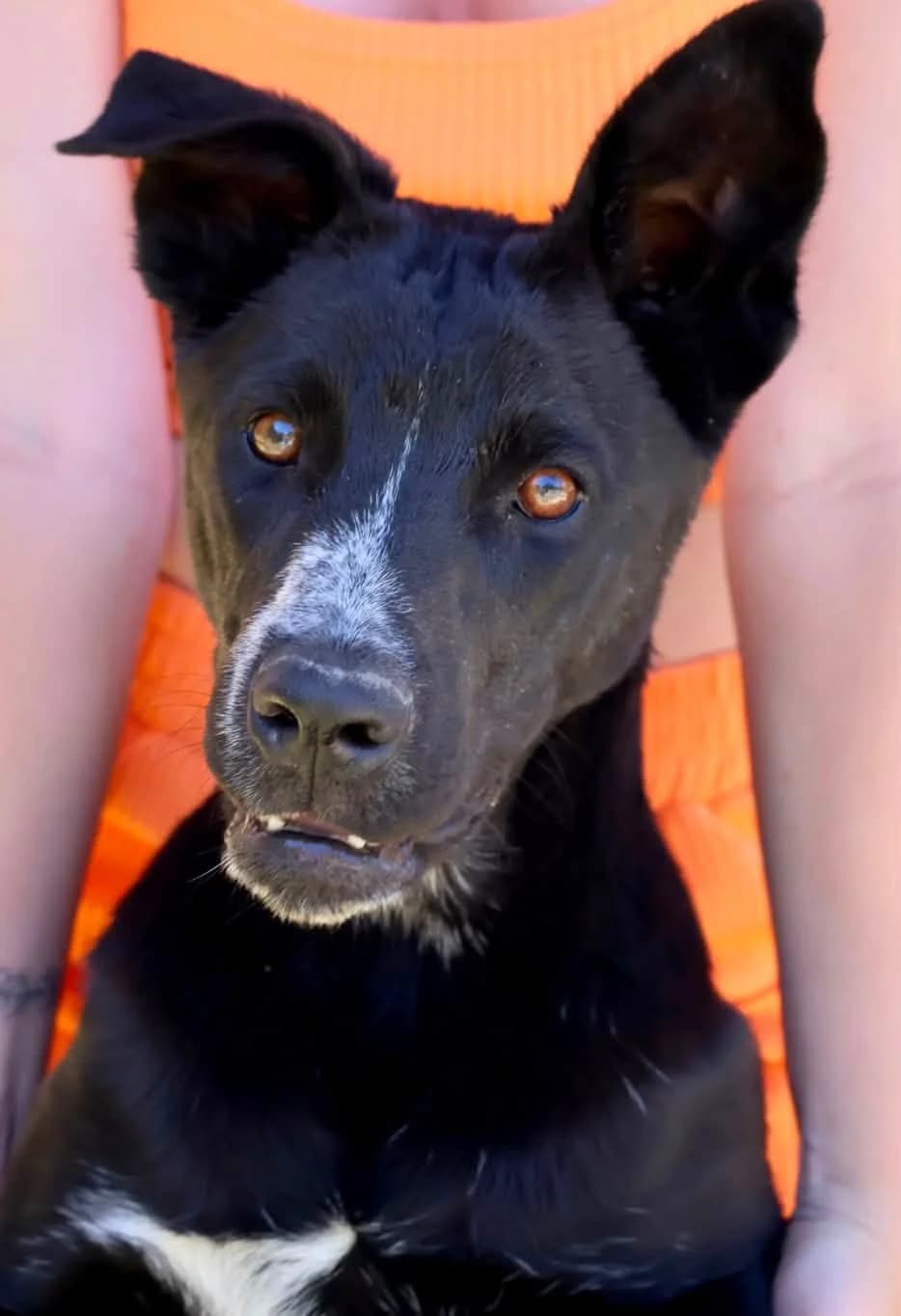 Aura, female puppy mixed breed for adoption at S.P.A Vauclusienne, Piégon