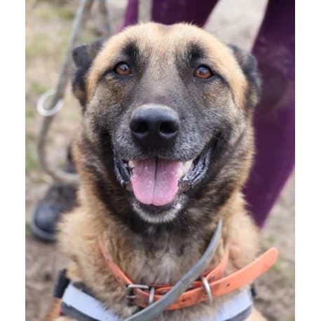 Avah, female 3yo Belgian Malinois for adoption at S.P.A Vauclusienne, Piégon