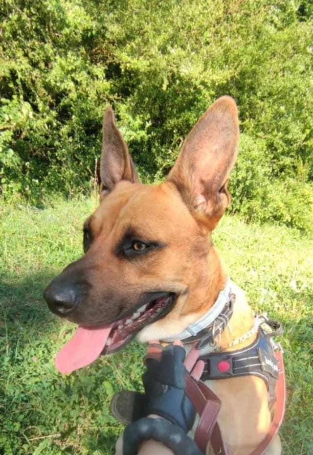 Baki, male Belgian Malinois for adoption at S.P.A Vauclusienne, Piégon