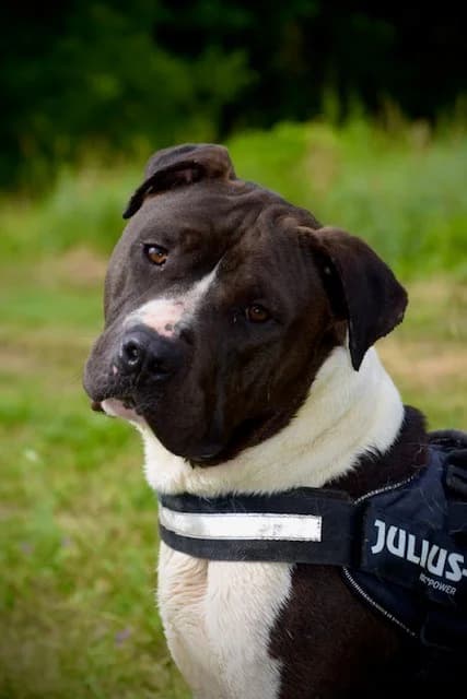 Baloo, male 4yo American Staffordshire Terrier for adoption at S.P.A Vauclusienne, Piégon