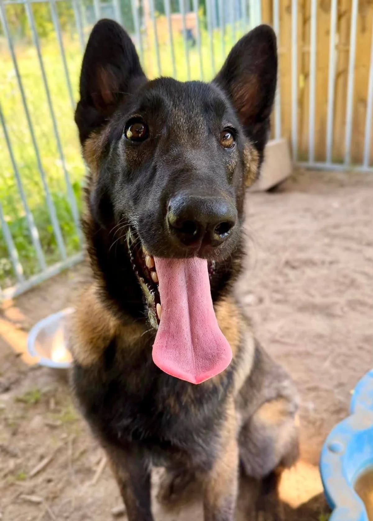 Balto, male puppy Belgian Malinois for adoption at S.P.A Vauclusienne, Piégon