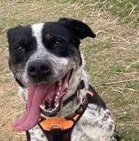 Baya, female senior mixed breed for adoption at S.P.A Vauclusienne, Piégon