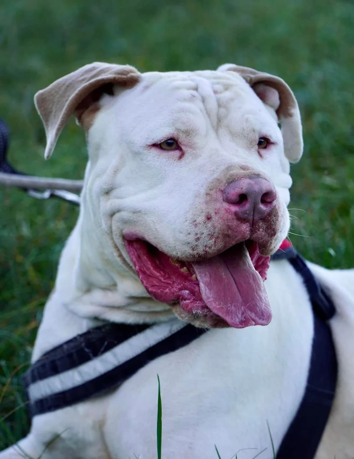 Bayda, female mixed breed for adoption at S.P.A Vauclusienne, Piégon