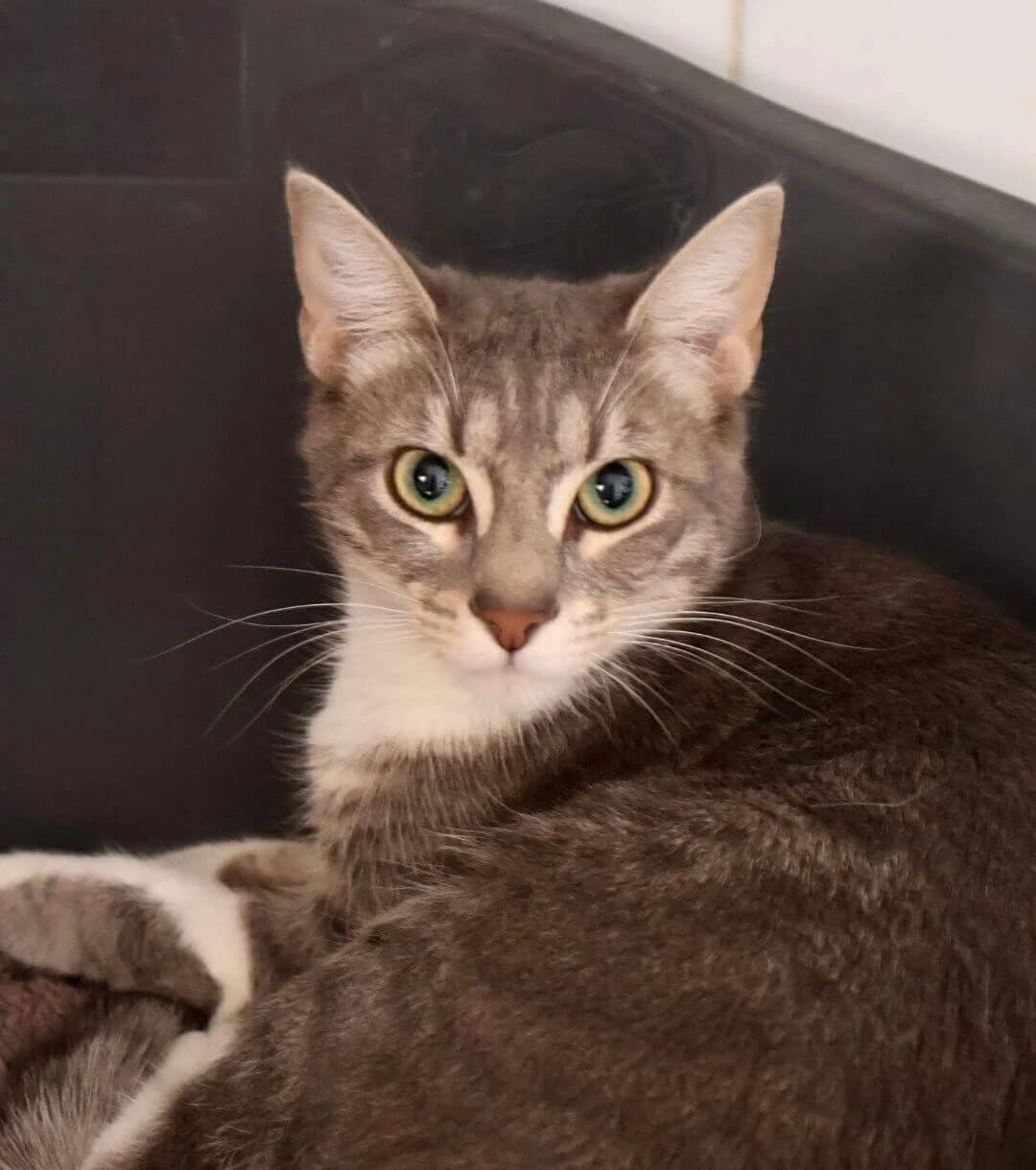 Bella, female puppy European Shorthair for adoption at S.P.A Vauclusienne, Piégon